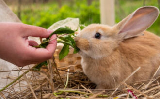 Общие правила и советы натурального питания кроликов